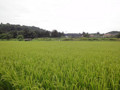 120815　田舎の風景　田んぼ