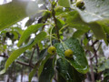 雨の日　緑