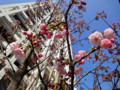 130316　赤坂見附　桜