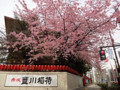 20130320　豊川稲荷　桜