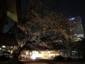 20130321　夜桜　日枝神社