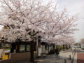 20130328　公園の桜