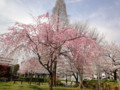 20130328　公園の桜　ﾍﾞﾆｼﾀﾞﾚ