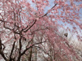 20130328　公園の桜　ﾍﾞﾆｼﾀﾞﾚ