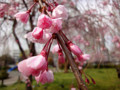 20130328　公園の桜　ﾍﾞﾆｼﾀﾞﾚ