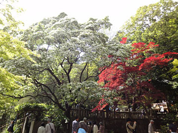 なんじゃもんじゃの木　深大寺境内