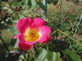 ｶｸﾃﾙ　神代植物公園