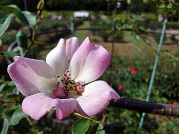 ｶｸﾃﾙ　神代植物公園