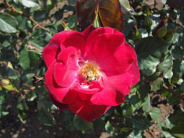 ﾜｲﾙﾄﾞ･ﾌｧｲｱｰ　神代植物公園