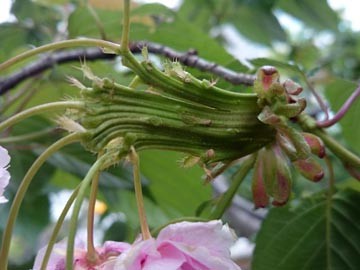 八重桜　花枝　束