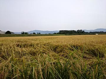 田舎の風景　秋　9月