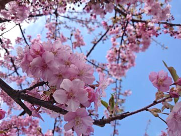 150305　河津桜