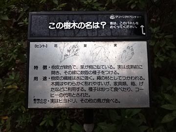 上野公園　樹木ｸｲｽﾞ