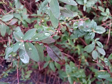 ｷﾝｼﾊﾞｲ　葉　雨上がり