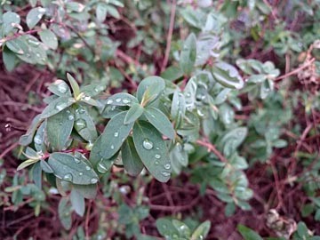 ｷﾝｼﾊﾞｲ　葉　雨上がり