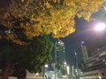 161203　紅葉　東京　夜