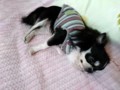 ﾁﾜﾜ