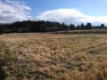 雪のない年末　田んぼ
