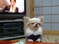 ﾁﾜﾜ
