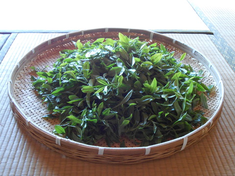 DSCN1020