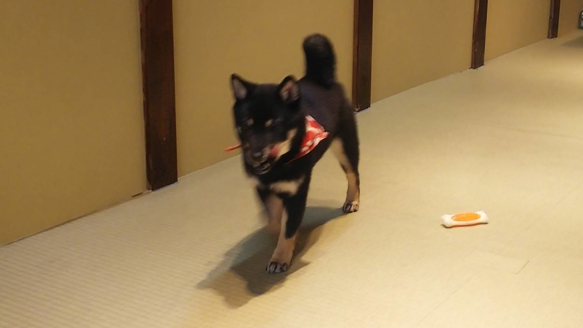 豆しば