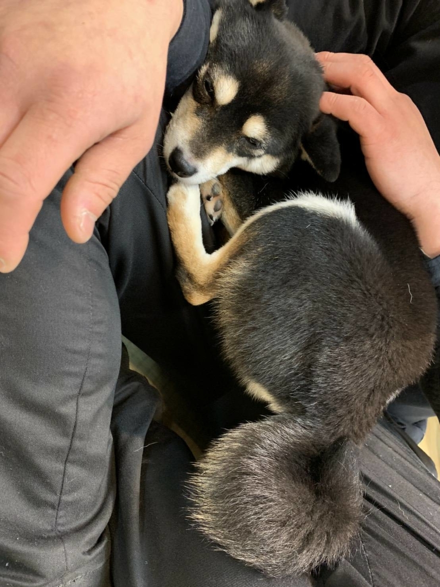豆しば