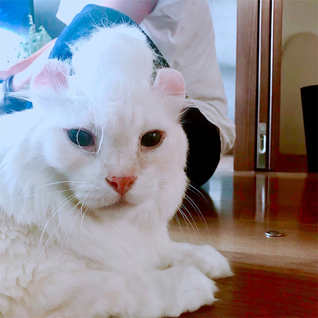 f:id:TERIPOS:20180819124804j:image