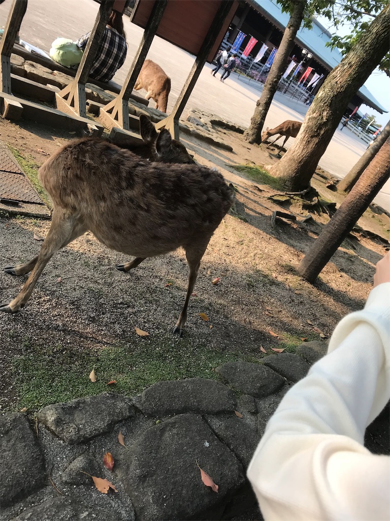 f:id:TERUKUN:20190323182805j:image