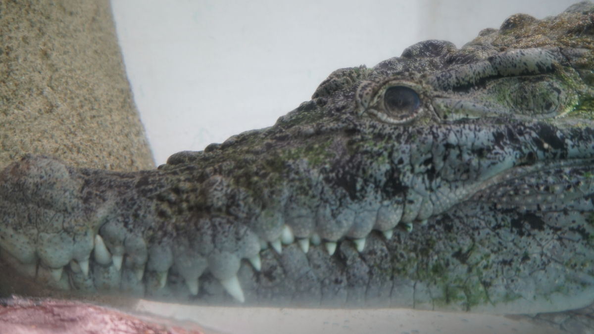 f:id:TERUYAGI:20190812155824j:plain f:id:TERUYAGI:20190812155824j:plain