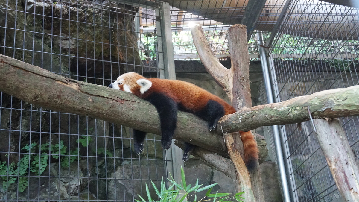 f:id:TERUYAGI:20190812160602j:plain f:id:TERUYAGI:20190812160602j:plain