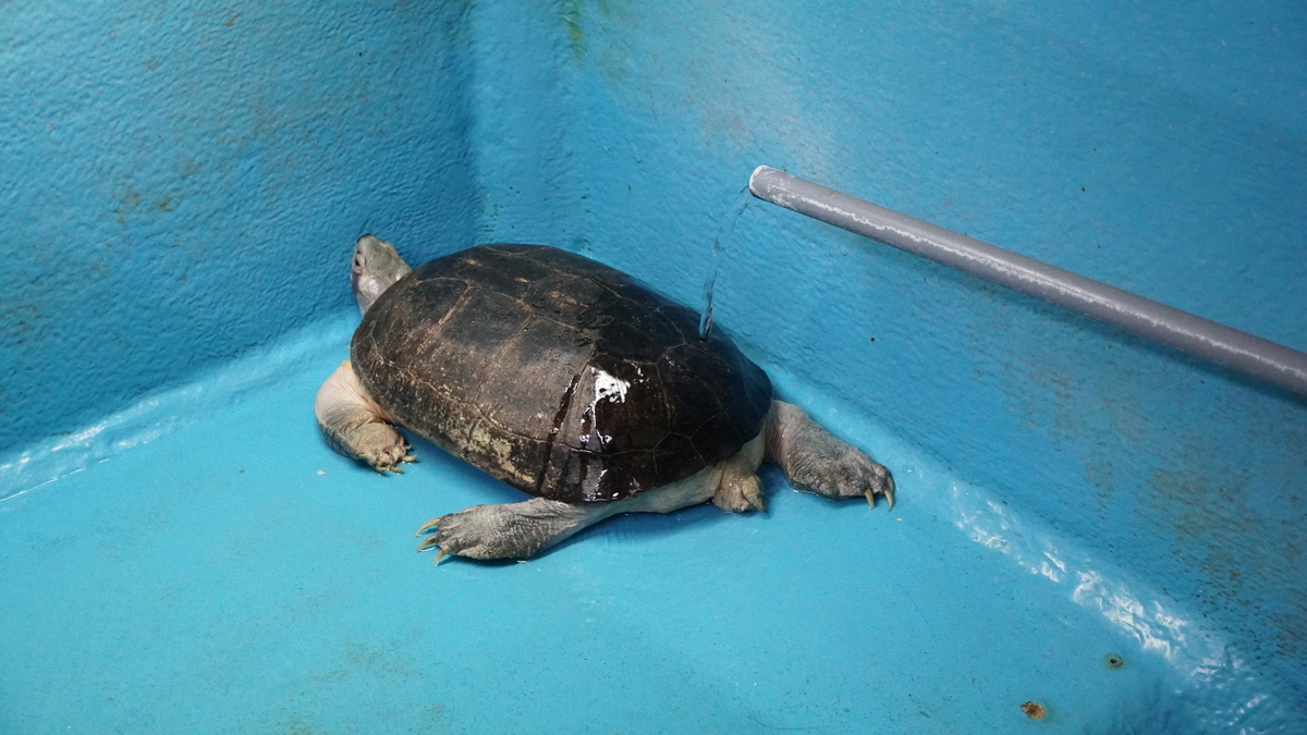 f:id:TERUYAGI:20190812160639j:plain f:id:TERUYAGI:20190812160639j:plain