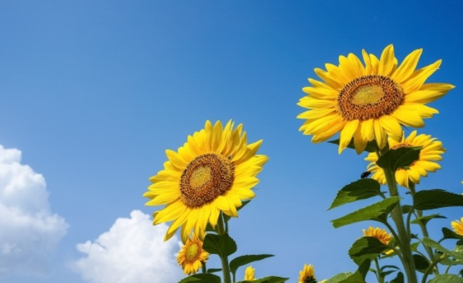f:id:TFs_apps:20190810111357p:plain