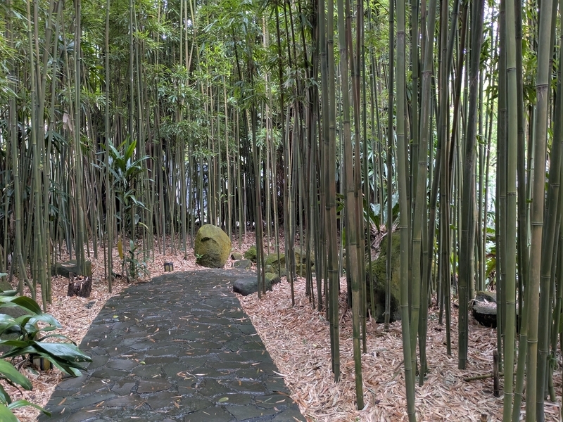 竹林の中を散策できる。