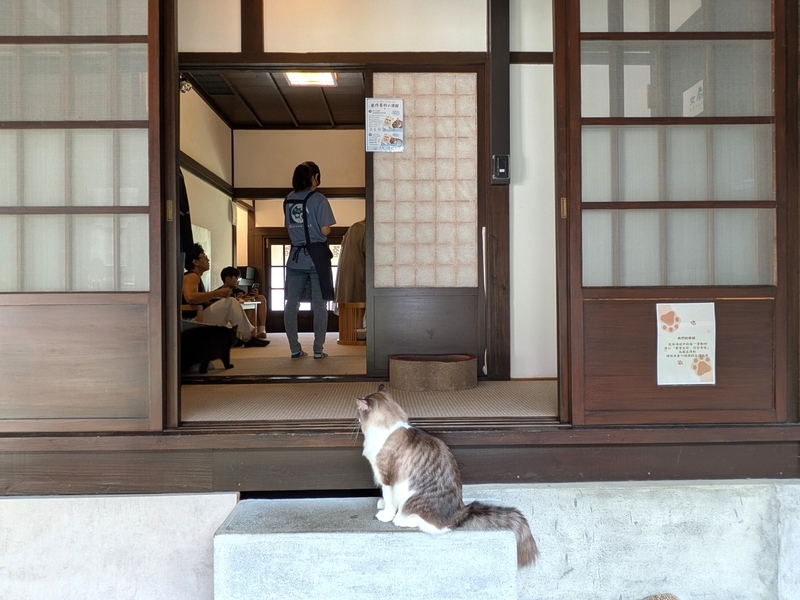 猫ちゃん。