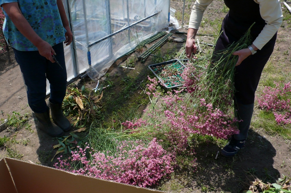 信州産　お花 信州産ドライフラワー入荷情報 - CFL Storeブログ