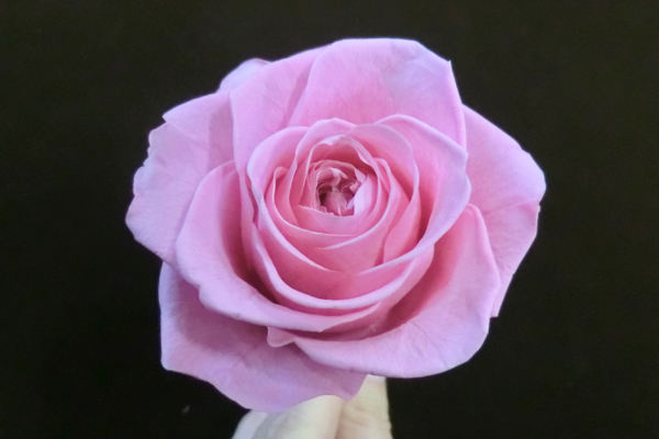 f:id:TKDSRM:20170410154718j:plain f:id:TKDSRM:20170410154718j:plain