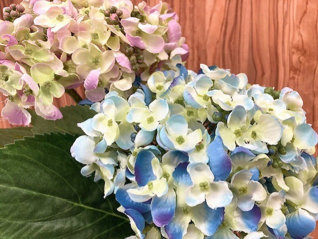 本店3f 梅雨を彩る 紫陽花 Cfl Storeブログ 本店3f 梅雨を彩る 紫陽花 Cfl Storeブログ