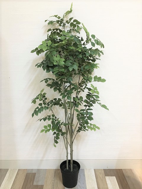 flentB1F》観葉植物?広げ方のコツ? - CFL Storeブログ