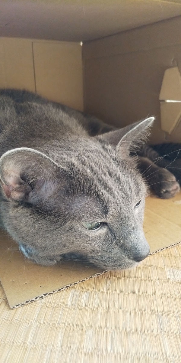 我が家の猫が糖尿病になってから一年たちましたので、その間の事を