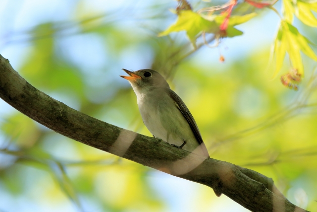 f:id:TODAWARA:20190925163744j:plain f:id:TODAWARA:20190925163744j:plain