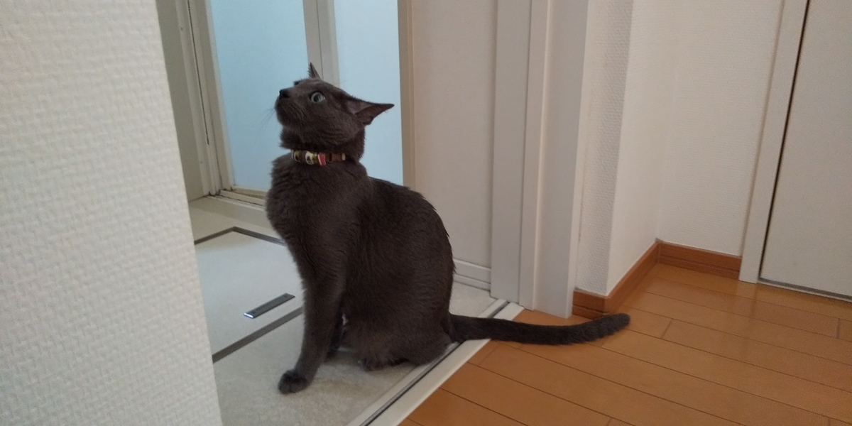 f:id:TODAWARA:20190928073552j:plain