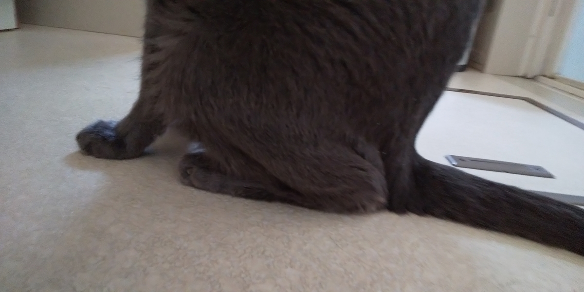 f:id:TODAWARA:20190928073658j:plain