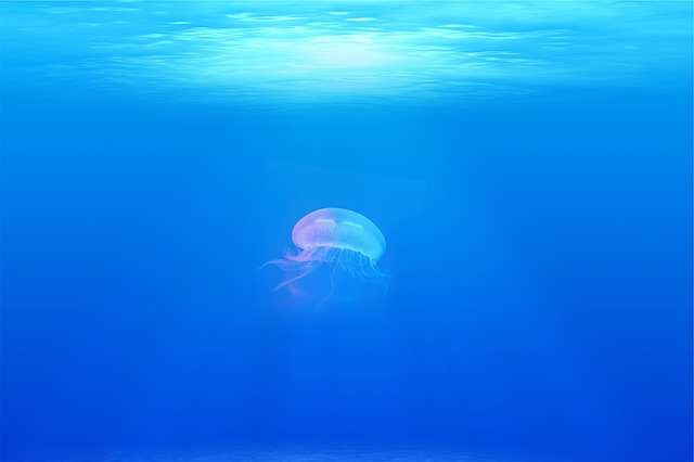 f:id:TODAWARA:20191011181142j:plain f:id:TODAWARA:20191011181142j:plain