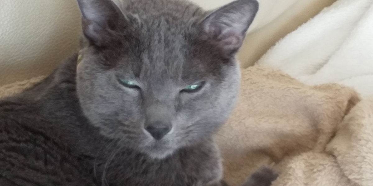 f:id:TODAWARA:20191106134532j:plain