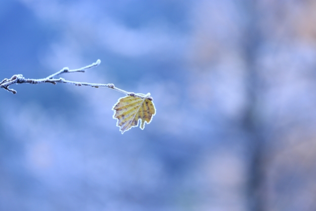 f:id:TODAWARA:20191114144954j:plain