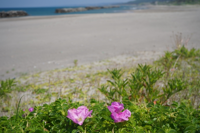 f:id:TODAWARA:20191222161137j:plain