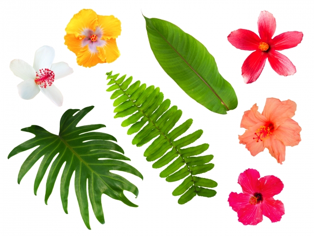 西洋朝顔の開花期は秋 日よけのグリーンカーテンになった西洋朝顔は 花盛りの秋に撤去される Todawarablog