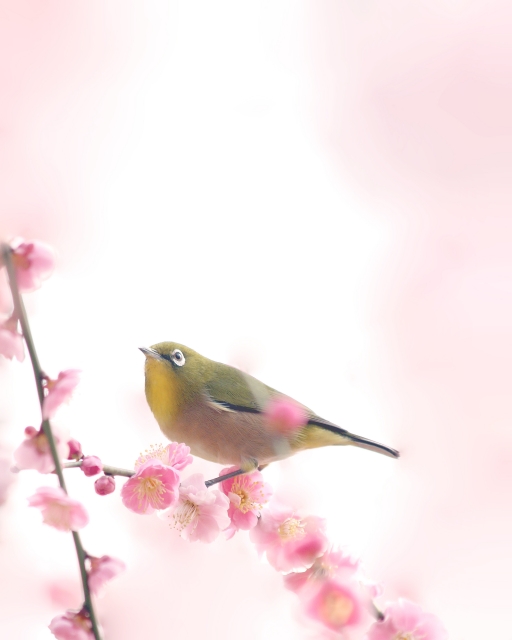 f:id:TODAWARA:20201111152951j:plain f:id:TODAWARA:20201111152951j:plain