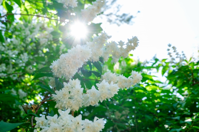 f:id:TODAWARA:20201112105502j:plain f:id:TODAWARA:20201112105502j:plain