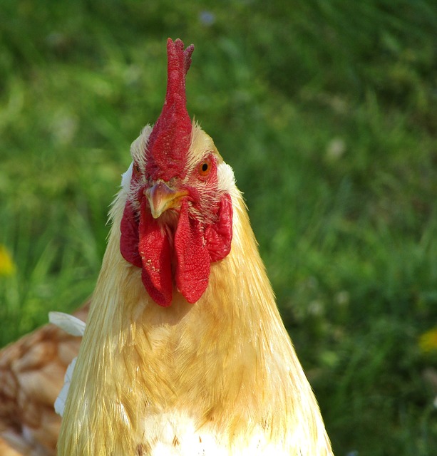 f:id:TODAWARA:20201227172730j:plain